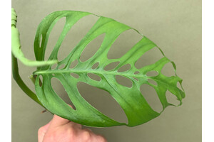 Monstera adansonii subsp. laniata cutting