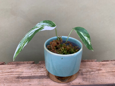 Epipremnum Pinnatum Variegata Babyplant