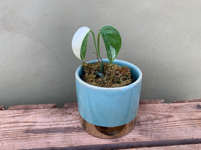Epipremnum Pinnatum Variegata Babyplant