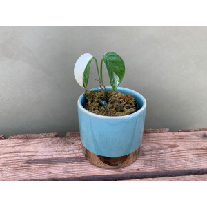 Epipremnum Pinnatum Variegata Babyplant