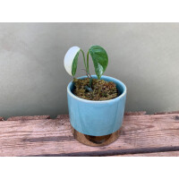 Epipremnum Pinnatum Variegata Babyplant