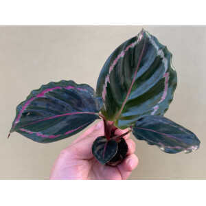 Calathea Medallion Babyplant
