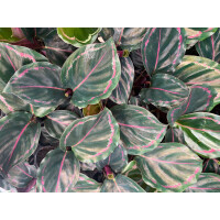 Calathea Medallion Babyplant