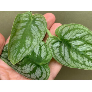 Monstera dubia Ableger