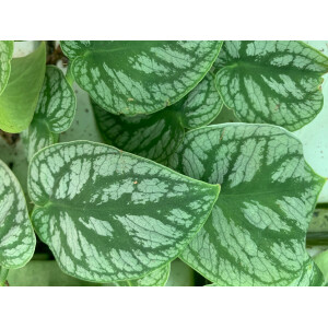 Monstera dubia Ableger