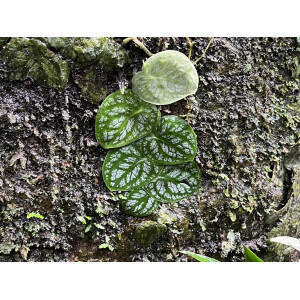 Monstera dubia Cutting