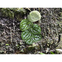 Monstera dubia Cutting