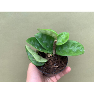 Hoya carnosa Krinkle 8