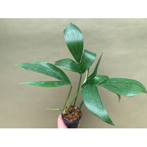 Rhaphidophora decursiva