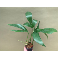 Rhaphidophora decursiva