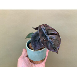 Alocasia cuprea Red Secret Babyplant