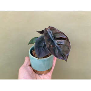 Alocasia cuprea Red Secret Babyplant