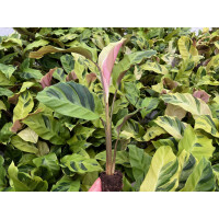 Angebot Calathea yellow fusion