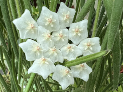 Hoya linearis