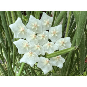 Hoya linearis
