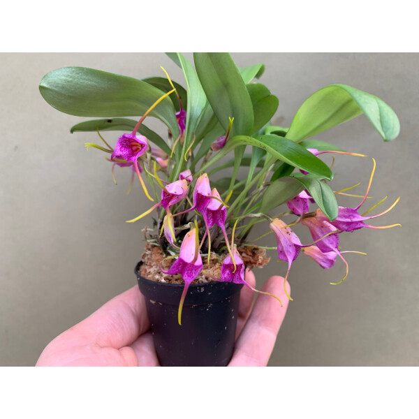 Masdevallia glandulosa