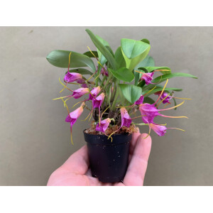 Masdevallia glandulosa