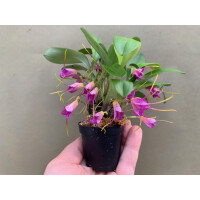 Masdevallia glandulosa