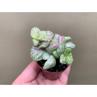 Fittonia Bubble lemon light Babyplant