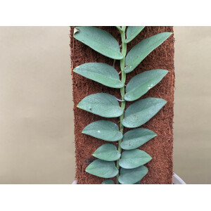 Rhaphidophora silver