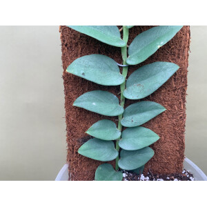 Rhaphidophora silver