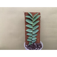 Rhaphidophora silver