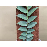 Rhaphidophora silver