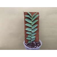 Rhaphidophora silver