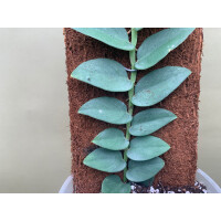 Rhaphidophora silver