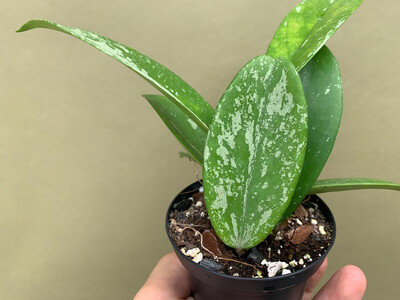 Hoya pubicaly Silver Splash