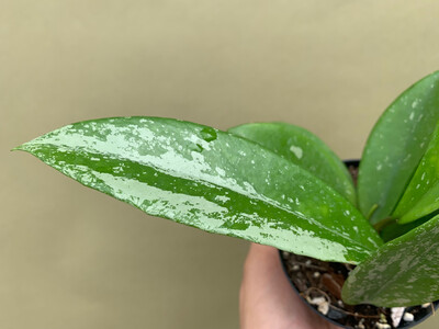 Hoya pubicaly Silver Splash