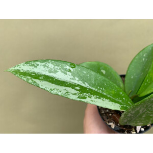 Hoya pubicaly Silver Splash