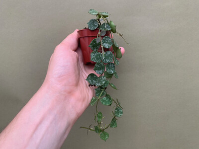 Hoya curtisii Babyplant