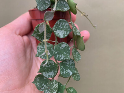 Hoya curtisii Babyplant