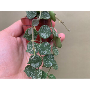 Hoya curtisii Babyplant