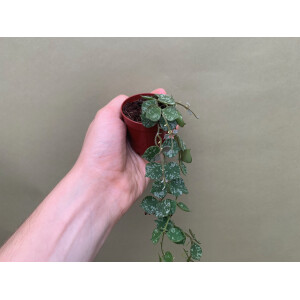 Hoya curtisii Babyplant