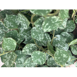 Hoya curtisii Babyplant