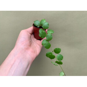Hoya endauensis Babyplant