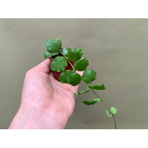 Hoya endauensis Babyplant