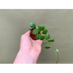 Hoya endauensis Babyplant