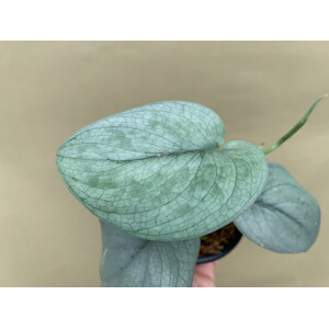 Scindapsus Platinum Silver Hero