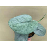 Scindapsus Platinum Silver Hero