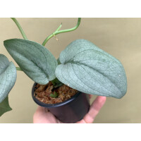 Scindapsus Platinum Silver Hero