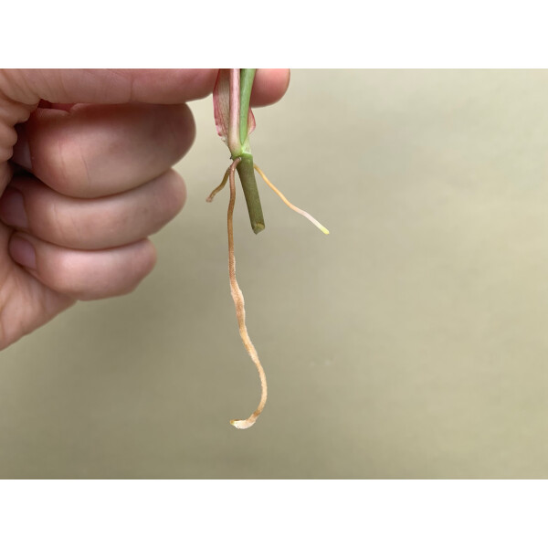 Philodendron hederaceum micans Ableger, 3,50