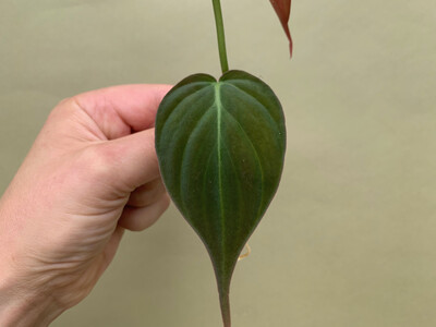 Philodendron hederaceum micans Cutting