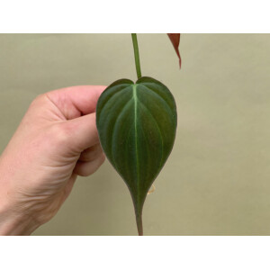 Philodendron hederaceum micans Ableger