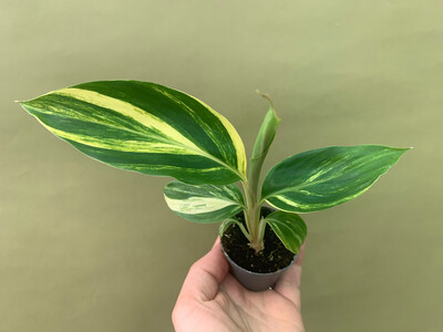 Alpinia zerumbet Variegata Babyplant