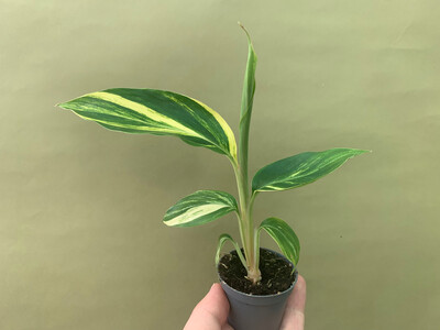 Alpinia zerumbet Variegata Babyplant