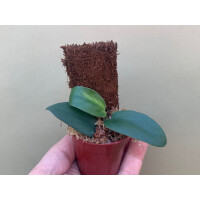 Rhaphidophora silver Ableger