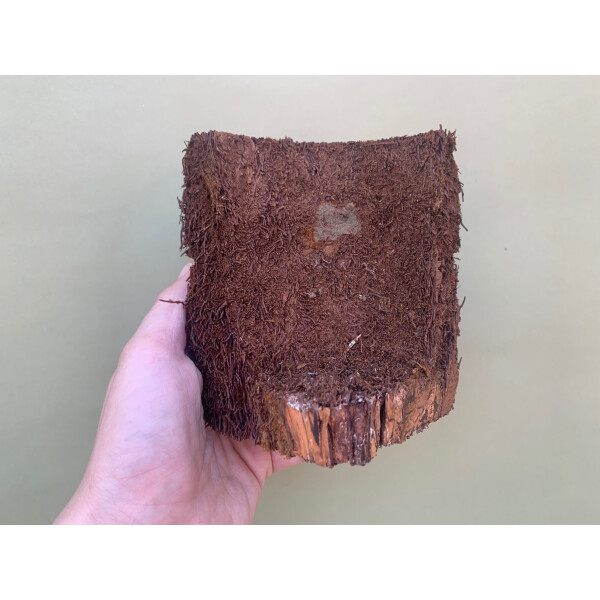 Eck Xaximtopf zum bepflanzen 12x7x14cm